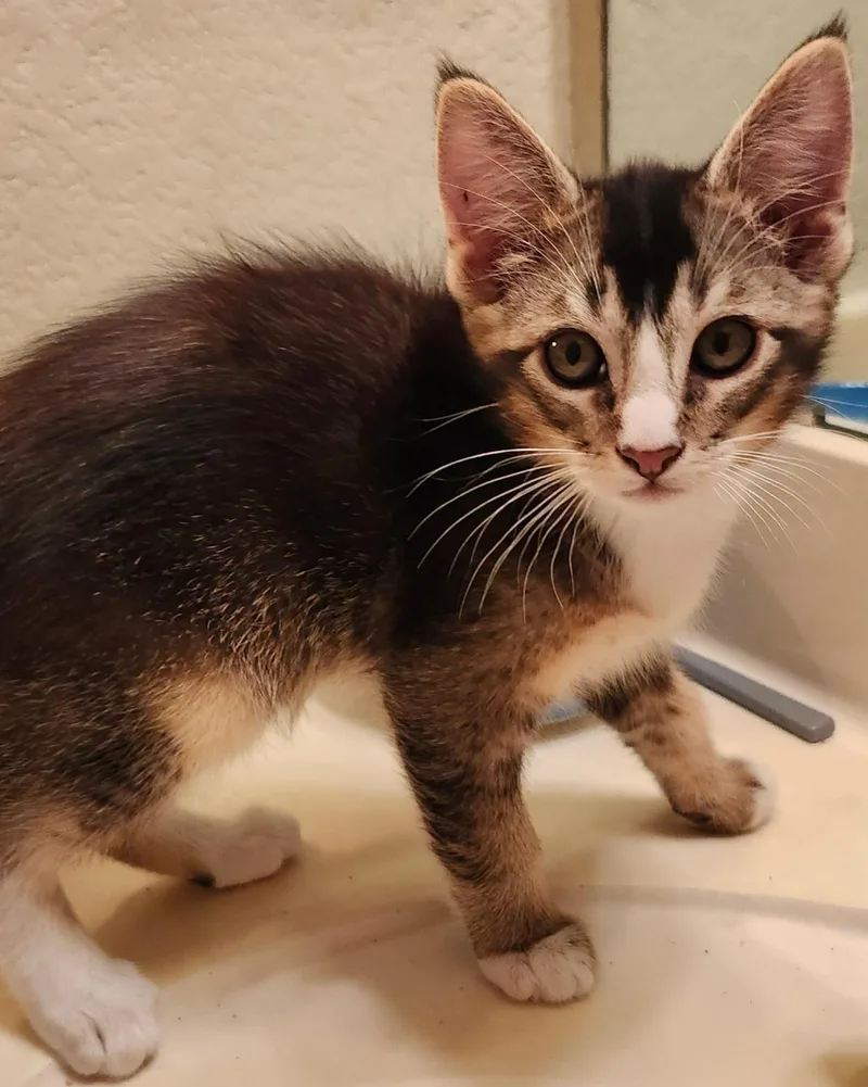 A baby small-sized male White Domestic Short Hair cat named Elmer for adoption in Gilbert, AZ