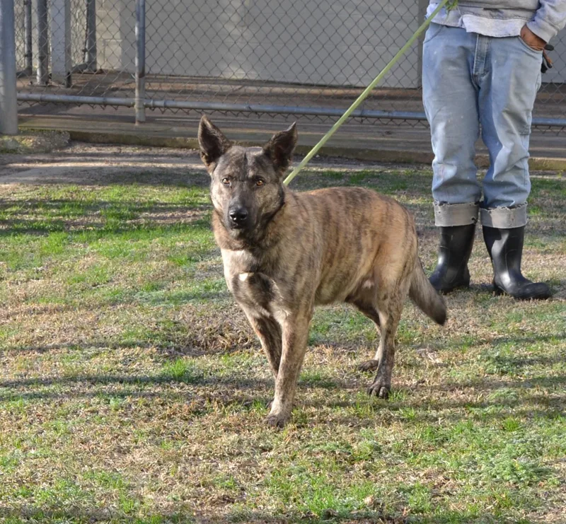 A baby medium-sized male Dutch Shepherd dog named One for adoption in Jackson, LA
