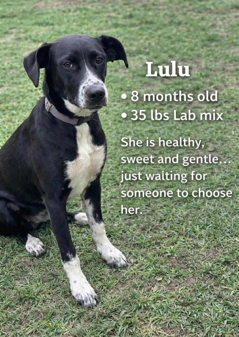 Lulu