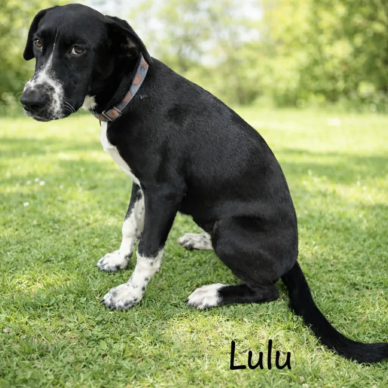 Lulu thumbnail 4