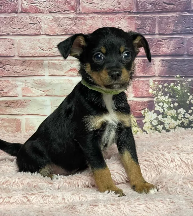 A baby small-sized male Brown / Chocolate Chihuahua dog named Blackberry for adoption in Sedalia, CO