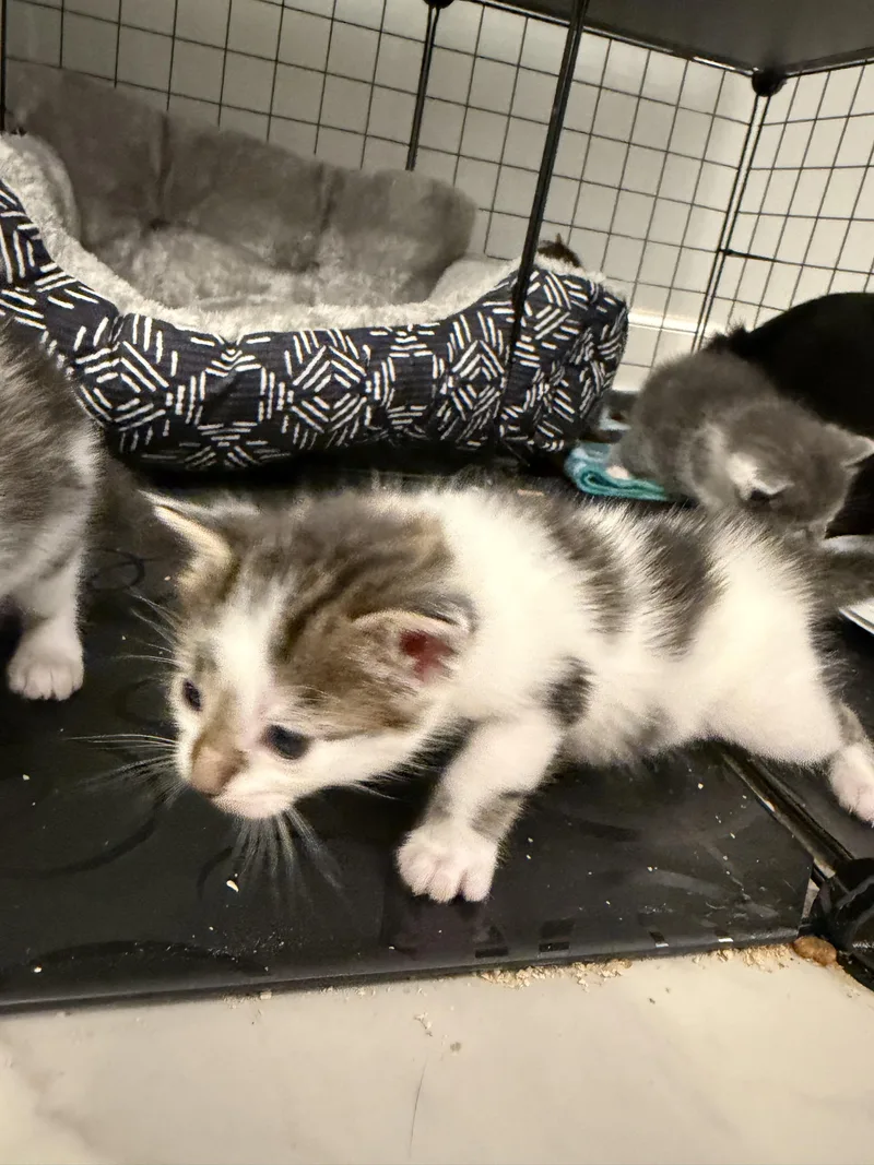 A young medium-sized male White Domestic Short Hair cat named Shaggy for adoption in Disputanta, VA