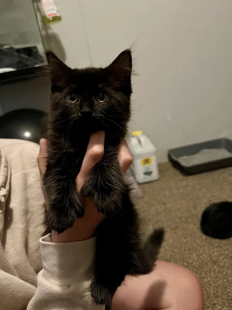 A baby medium-sized female Black Domestic Medium Hair cat named Gyokuyo for adoption in Clinton Township, MI