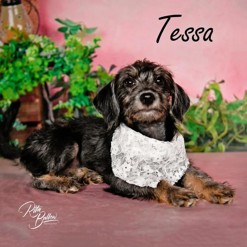 Tessa