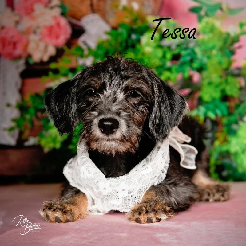 Tessa thumbnail 2