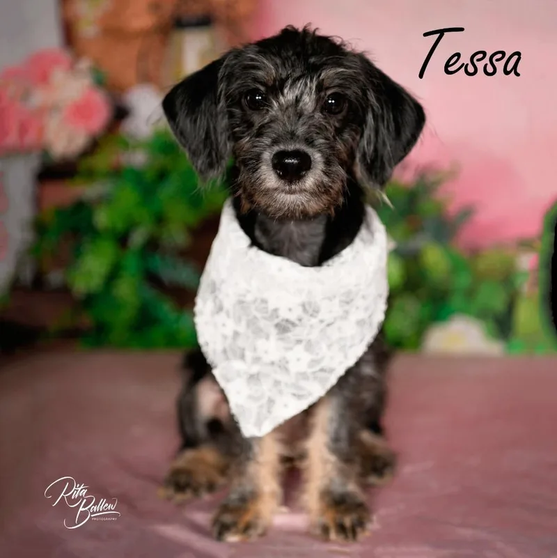 Tessa thumbnail 3