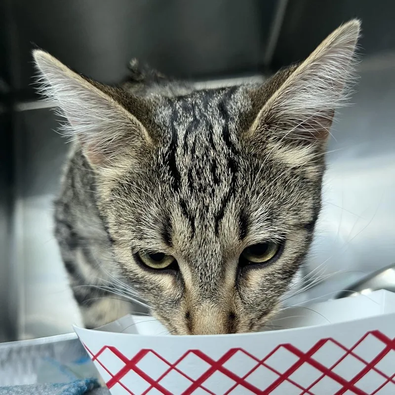 A young medium-sized female Brown / Chocolate Domestic Short Hair cat named Strawberry Shortcake for adoption in Matteson, IL