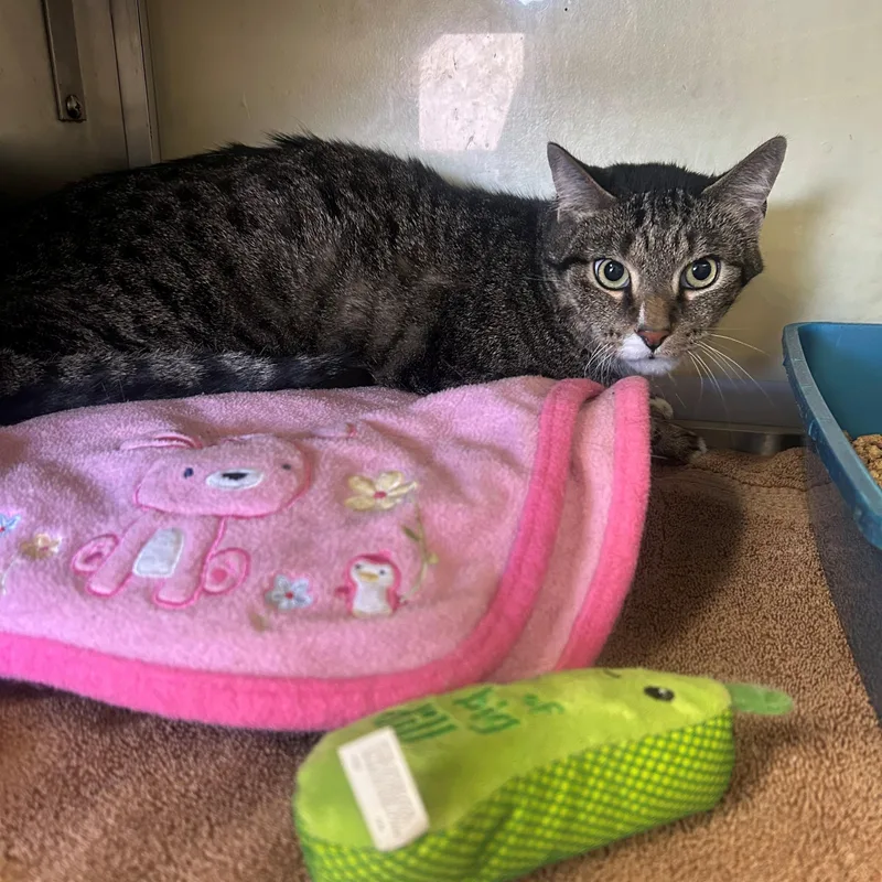 An adult medium-sized male Tabby (Brown / Chocolate) Domestic Short Hair cat named Waffle for adoption in Margate, FL