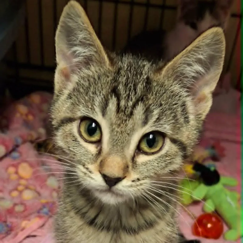A baby medium-sized female Tabby (Brown / Chocolate) Domestic Short Hair cat named Pika for adoption in Watertown, WI