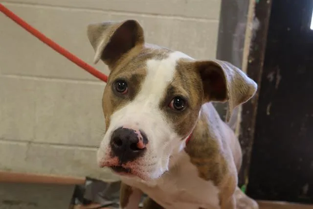 A young medium-sized male Mixed Breed dog named Rufus for adoption in Columbia, SC