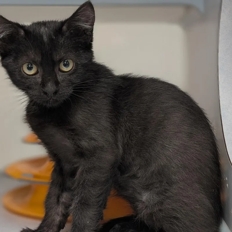 A baby small-sized female Black Domestic Short Hair cat named Lucky for adoption in Buchanan Dam, TX