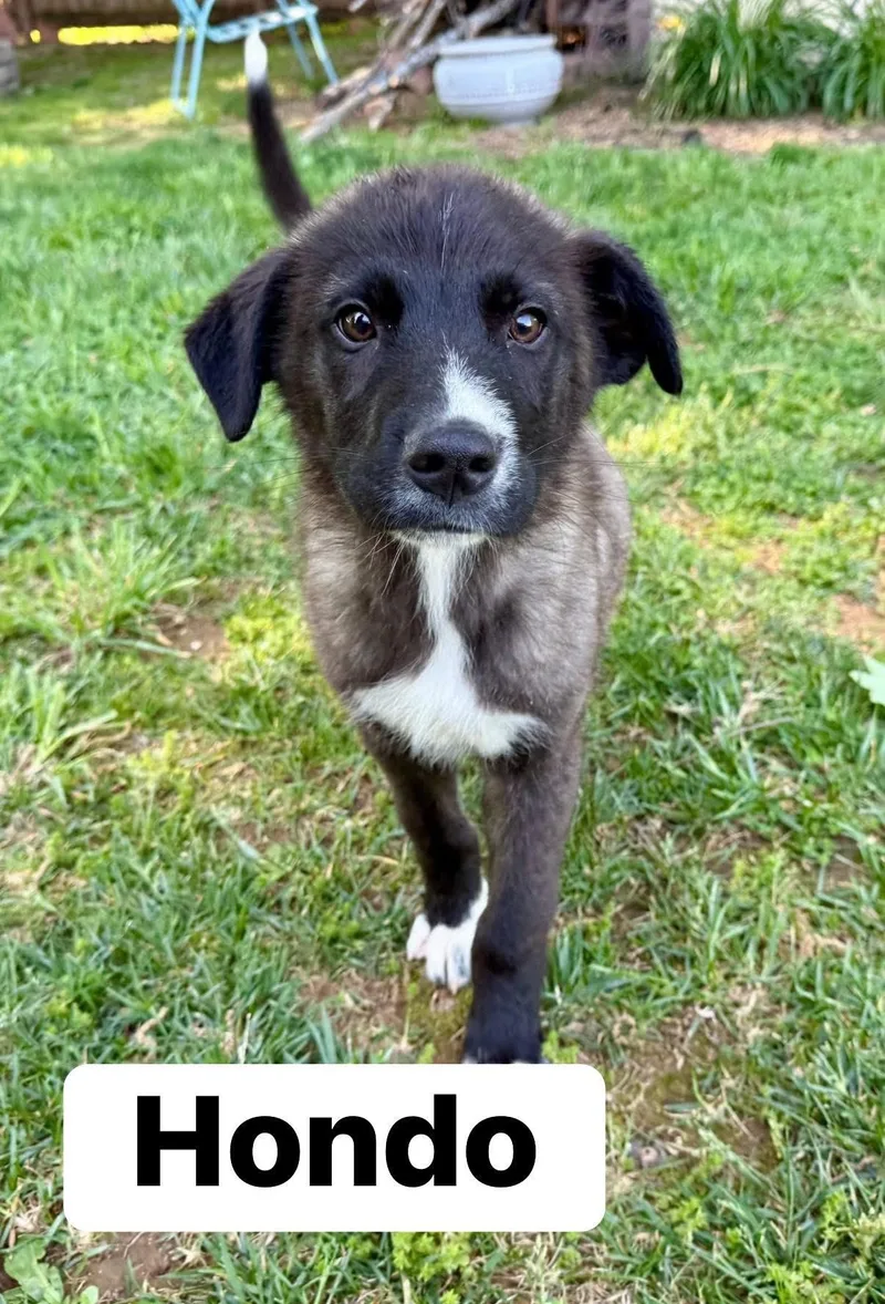 A young medium-sized male Mixed Breed dog named Hondo for adoption in Lexington, KY