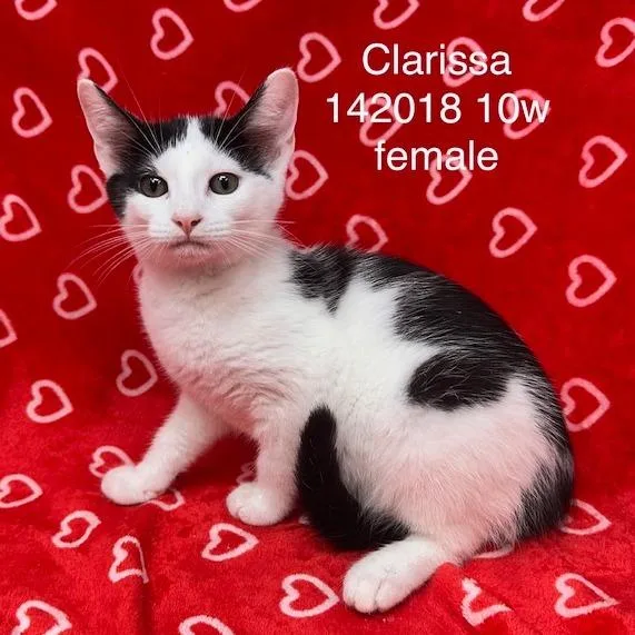 A baby small-sized female Domestic Short Hair cat named Clarissa for adoption in New Tazewell, TN