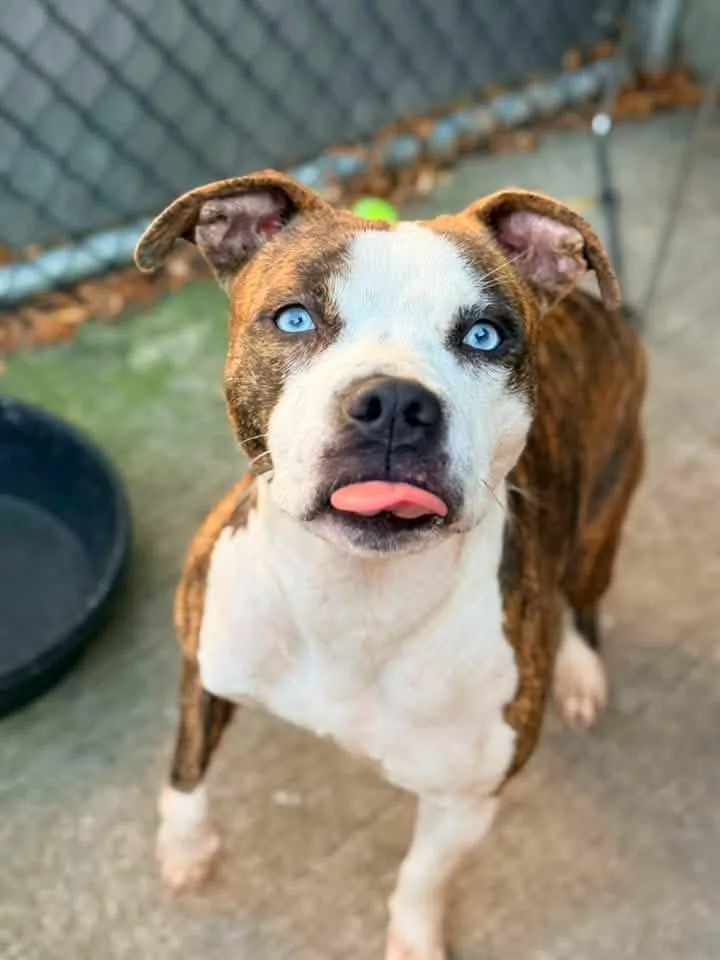 An adult medium-sized female Brindle Pit Bull Terrier dog named Zosma for adoption in Chicago, IL