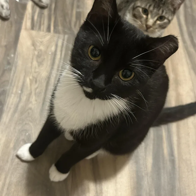 Peanut and Poppy  thumbnail 3
