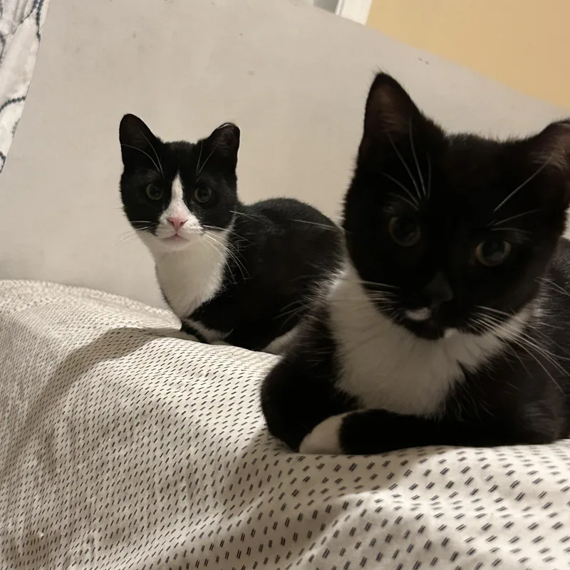 Peanut and Poppy  thumbnail 5