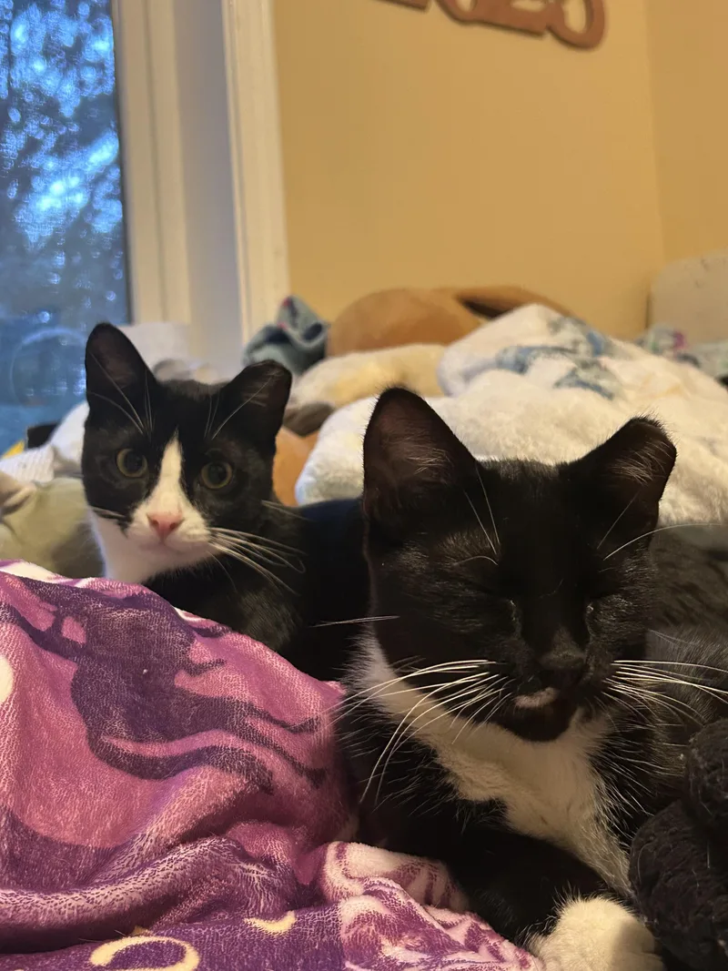Peanut and Poppy  thumbnail 6