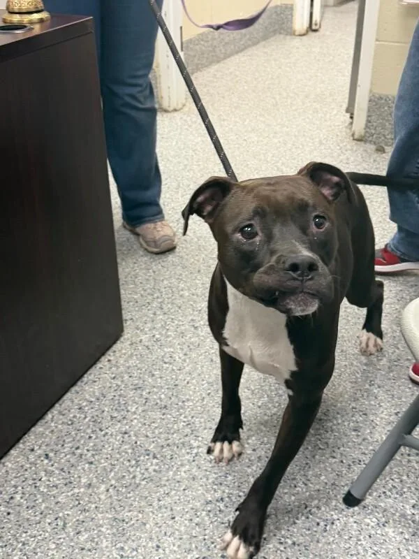 An adult medium-sized female Brown / Chocolate Pit Bull Terrier dog named Venus for adoption in Burgaw, NC