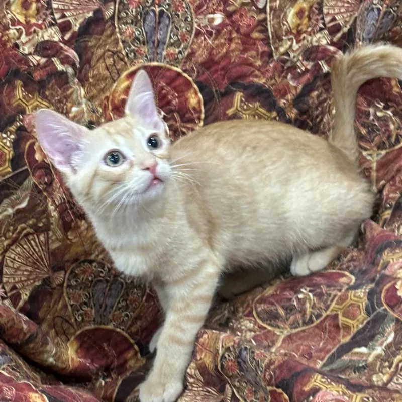 A baby small-sized male Domestic Short Hair cat named Artie for adoption in Kerrville, TX