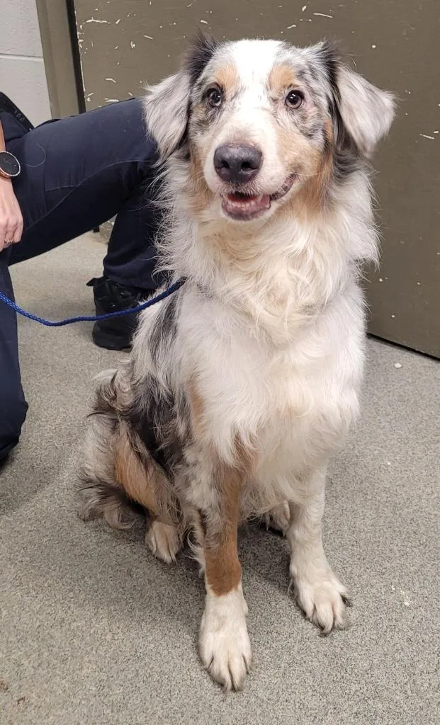 An adult large-sized male Australian Shepherd dog named AugustJensen for adoption in Hopkinsville, KY