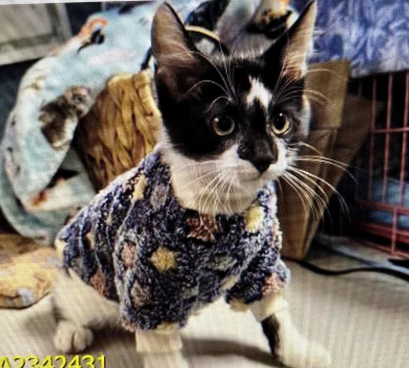 A baby medium-sized male Domestic Medium Hair cat named Toby for adoption in Royal Palm Beach, FL