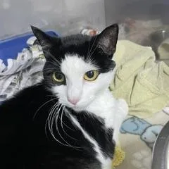 An adult medium-sized female White Domestic Short Hair cat named Polly for adoption in Marble, NC