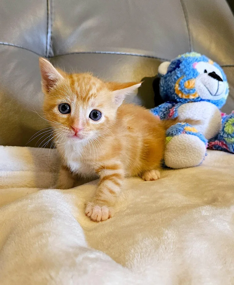 A baby medium-sized male Orange / Red Domestic Short Hair cat named Georgie for adoption in Fremont, CA