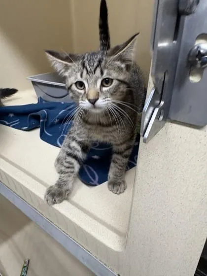 A baby medium-sized male Domestic Medium Hair cat named Rascall for adoption in Pequot Lakes, MN