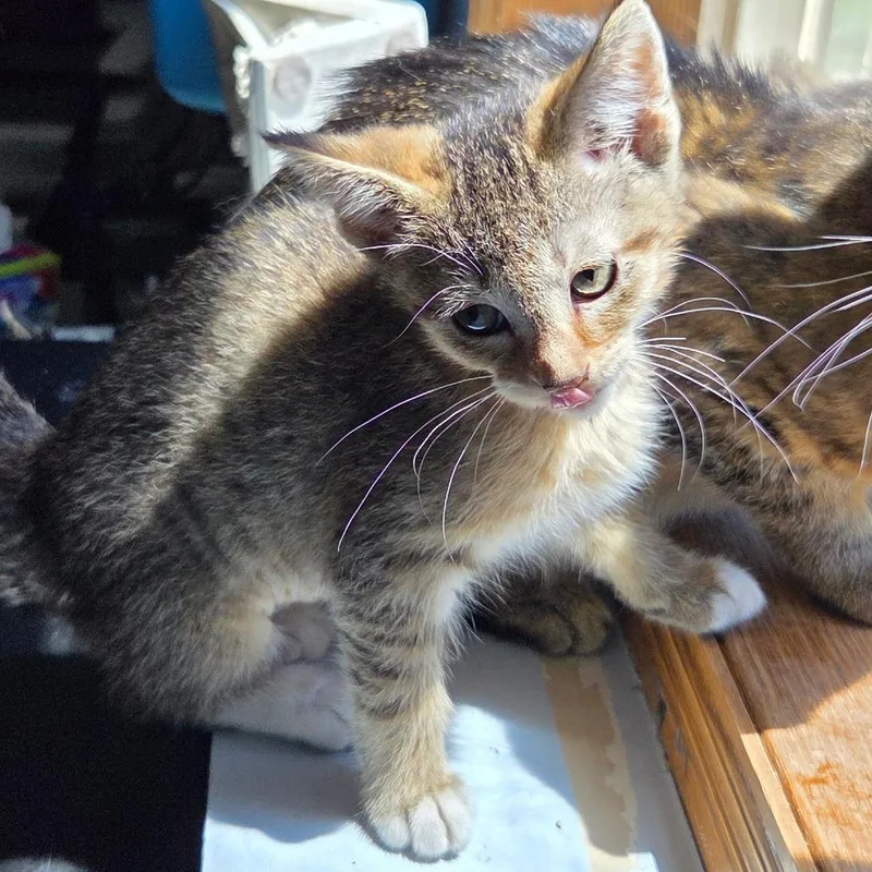 A baby small-sized female Black Domestic Short Hair cat named Caramel for adoption in Chaska, MN
