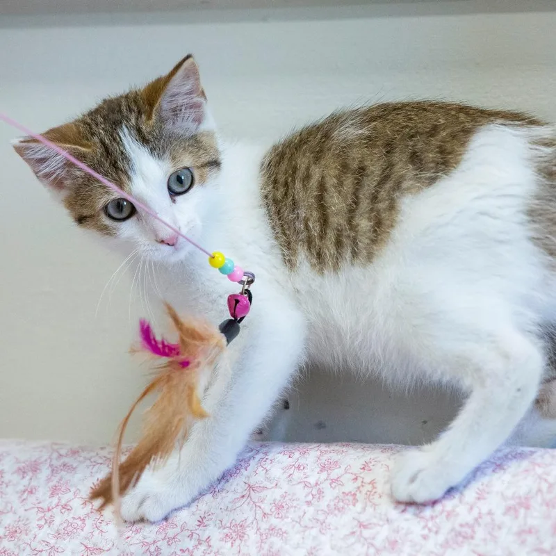 A baby small-sized female Domestic Short Hair cat named Beans for adoption in Cartersville, GA