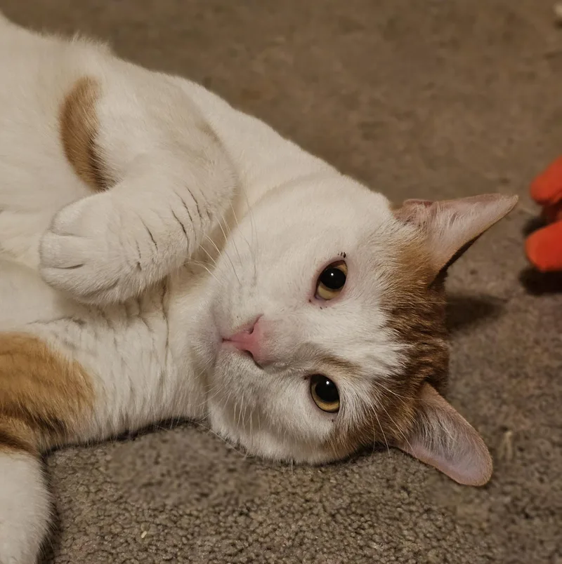An adult medium-sized male Orange & White Domestic Short Hair cat named Ziko for adoption in Pittsburgh, PA