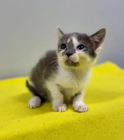 A baby small-sized female Gray & White Domestic Short Hair cat named Opal At Petsmart In for adoption in Bishop, GA