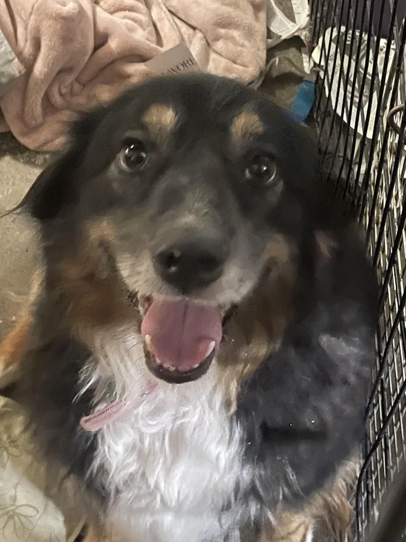 An adult medium-sized female Australian Shepherd dog named Coy for adoption in Billings, MT