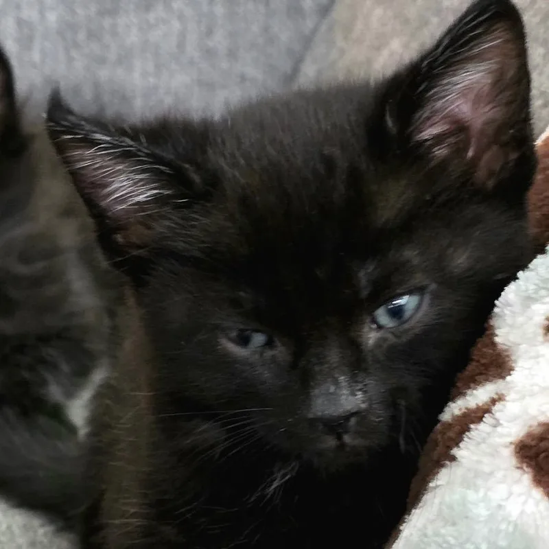 A baby small-sized male Black Domestic Short Hair cat named Void for adoption in Tustin, CA