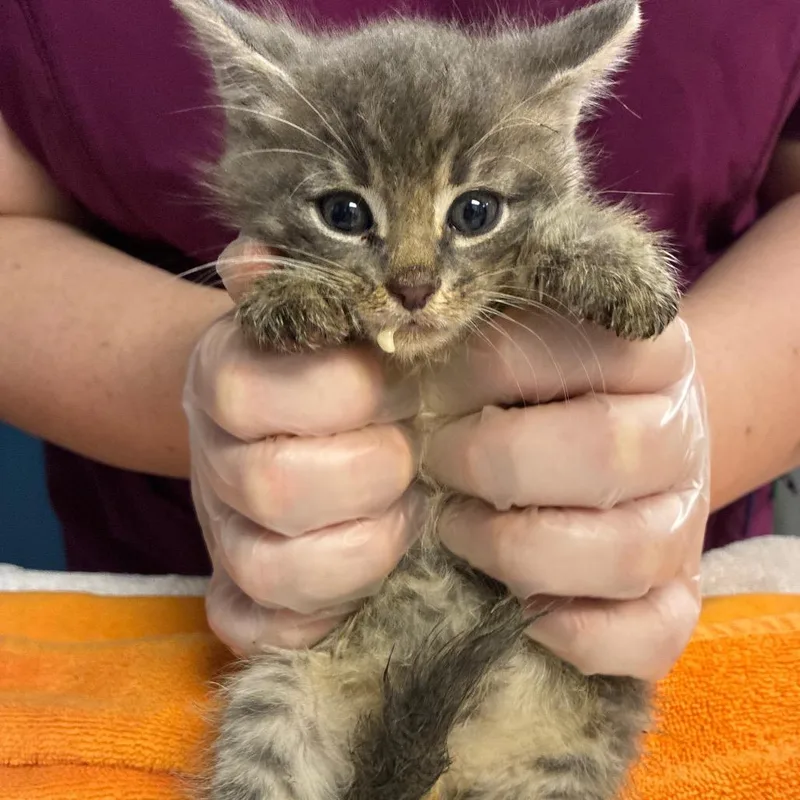 A baby small-sized male Gray / Blue / Silver Domestic Short Hair cat named Lil' Dipper for adoption in Newark, NJ