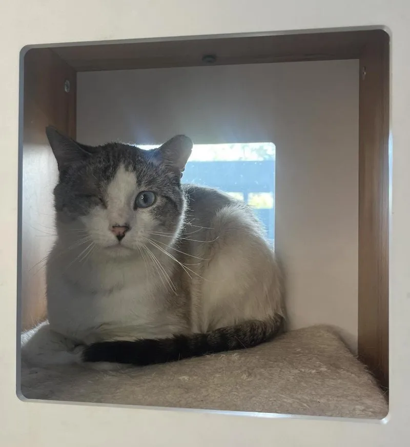 An adult medium-sized male Domestic Short Hair cat named Luffy for adoption in Lafayette, CO