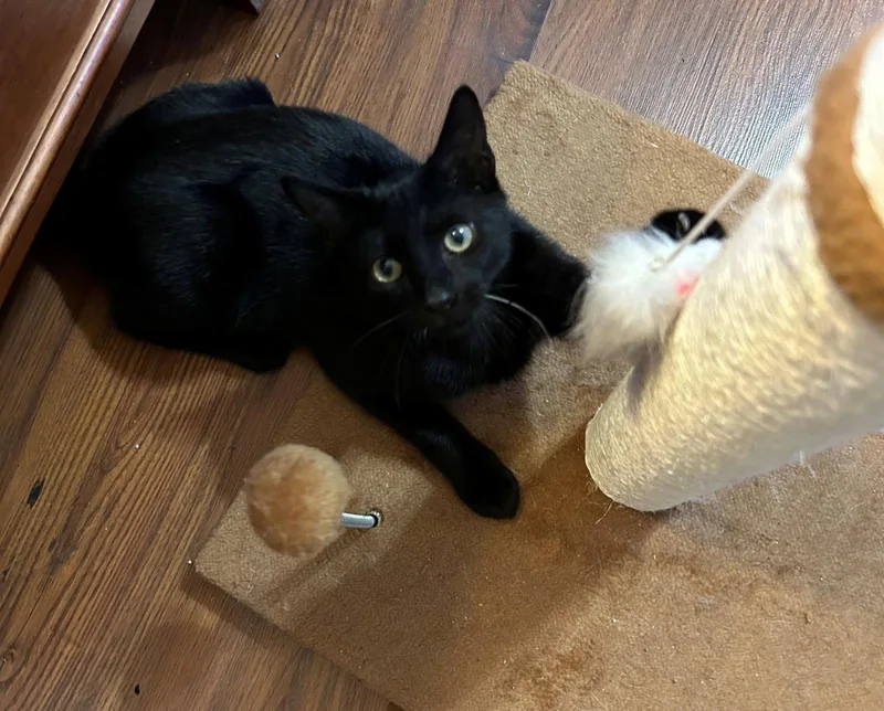 A young medium-sized male American Shorthair cat named Cookie for adoption in Oakland Park, FL