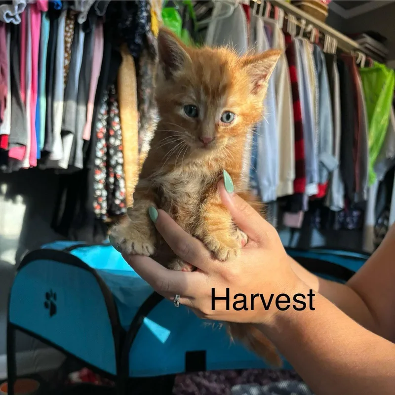 Harvest  Sf Litter thumbnail 2
