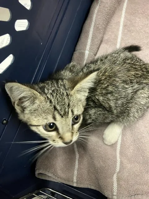 A baby small-sized female Domestic Short Hair cat named Rain for adoption in Long Beach, CA