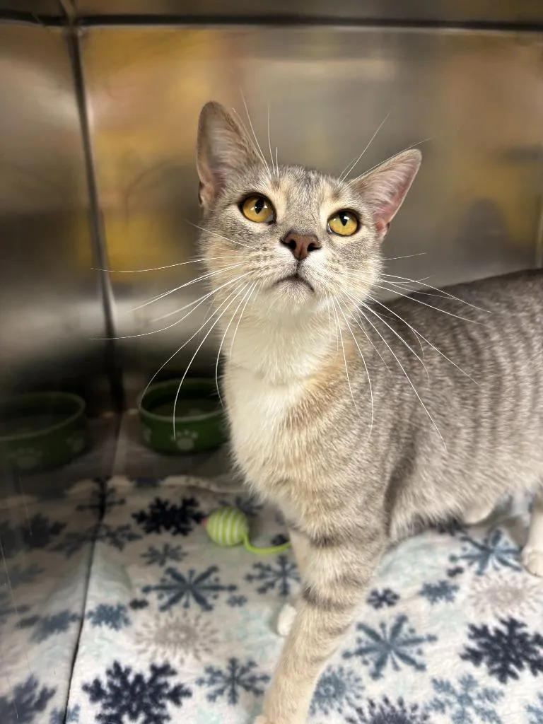 A young medium-sized female Domestic Short Hair cat named Vera for adoption in Findlay, OH