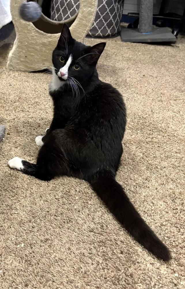 A baby small-sized female Black & White / Tuxedo Domestic Short Hair cat named Melanie for adoption in Plymouth, MN