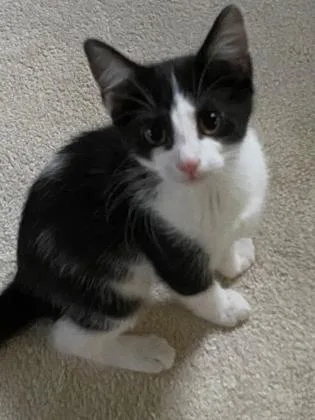 A baby small-sized female Domestic Short Hair cat named Evanston for adoption in Cincinnati, OH