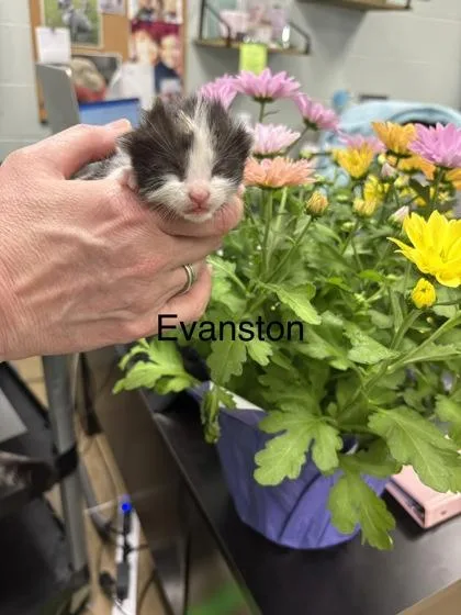 Evanston thumbnail 2
