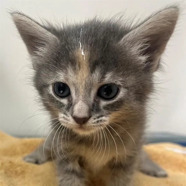 A baby small-sized female Domestic Short Hair cat named Honey for adoption in Naples, FL