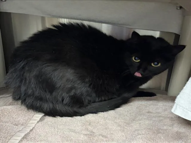 An adult medium-sized female Domestic Short Hair cat named Charlie for adoption in Derwood, MD