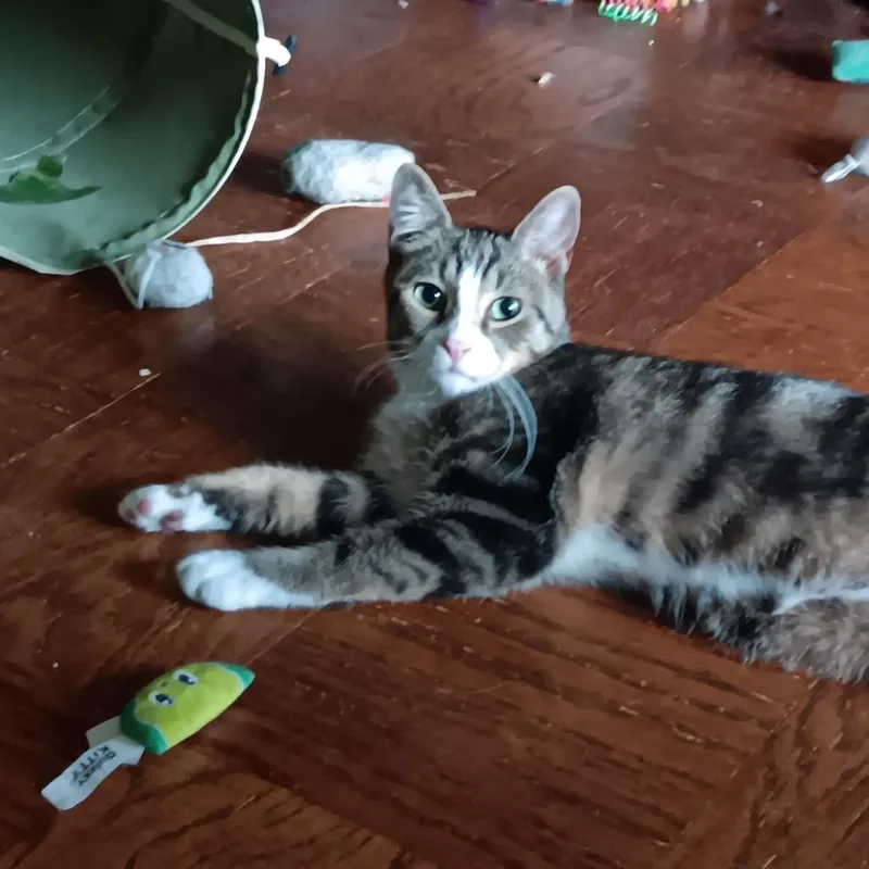 A young medium-sized female Domestic Short Hair cat named Diane for adoption in New York, NY