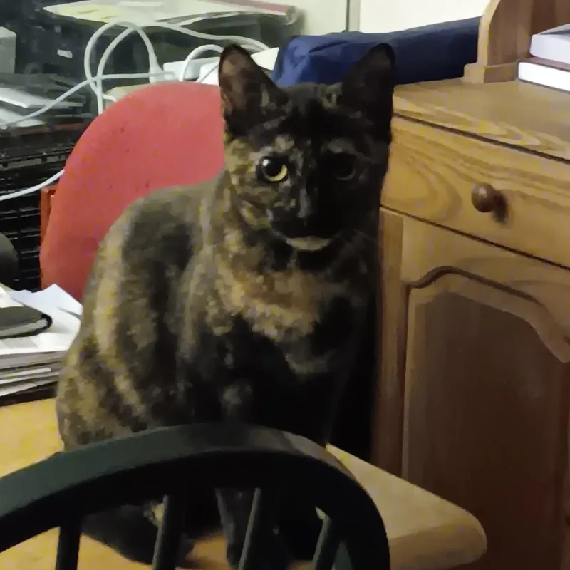 Diane thumbnail 6