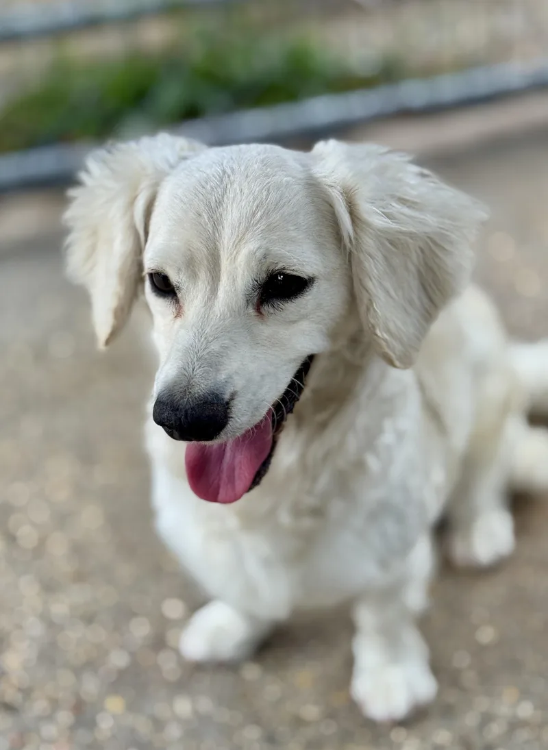 Princess thumbnail 5