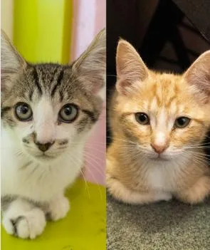 A baby small-sized female Buff / Tan / Fawn Domestic Short Hair cat named Moana & Mater for adoption in Encinitas, CA