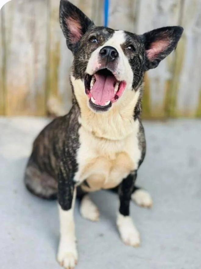 A young medium-sized female Brindle Shepherd dog named Svetlana for adoption in Nyack, NY